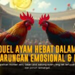 Mengulas Ayam Bangkok: Raja Sabung Ayam SV388