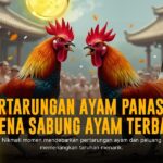 Mengenal Ayam Bangkok: Raja Sabung Ayam Penuh Kekuasaan
