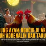 Kenali Ayam Bangkok, Jenis Favorit Sabung Ayam Online