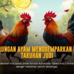 Keunikan Ayam Bangkok dalam Dunia Sabung Ayam
